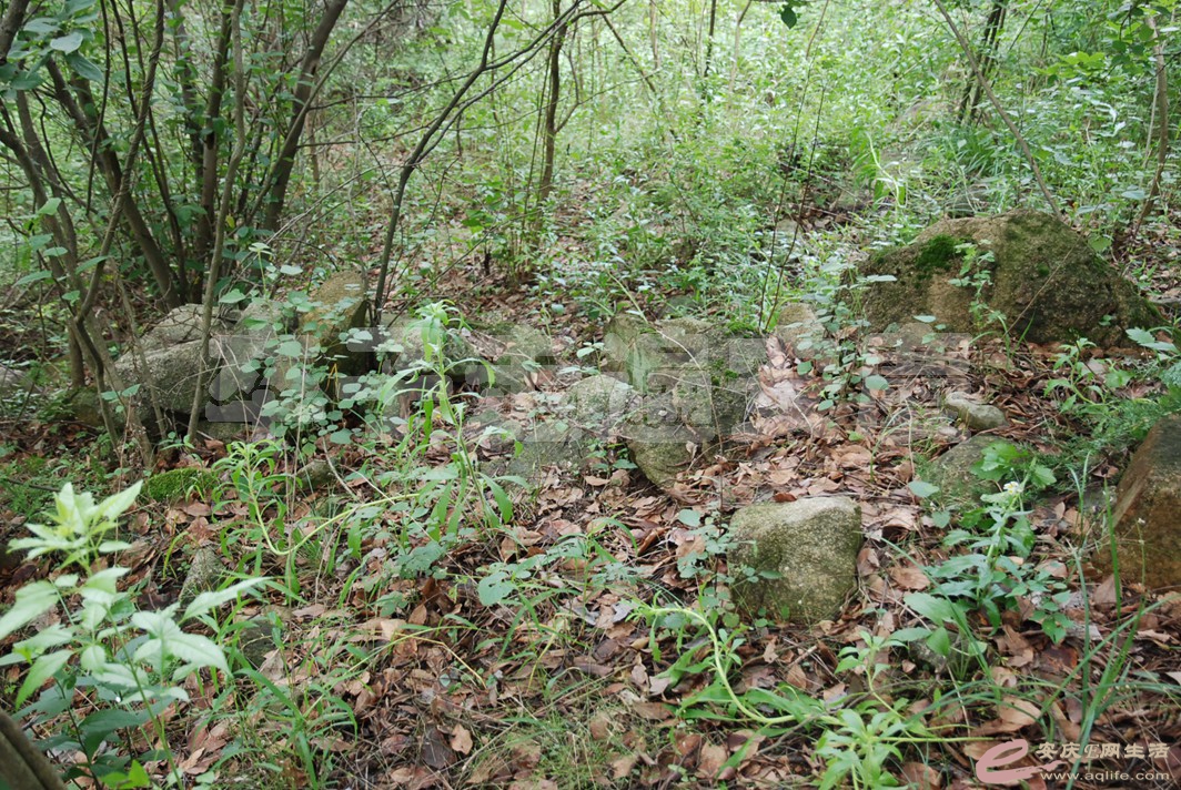 DSC_2537.jpg