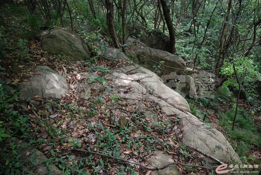 DSC_2542.jpg