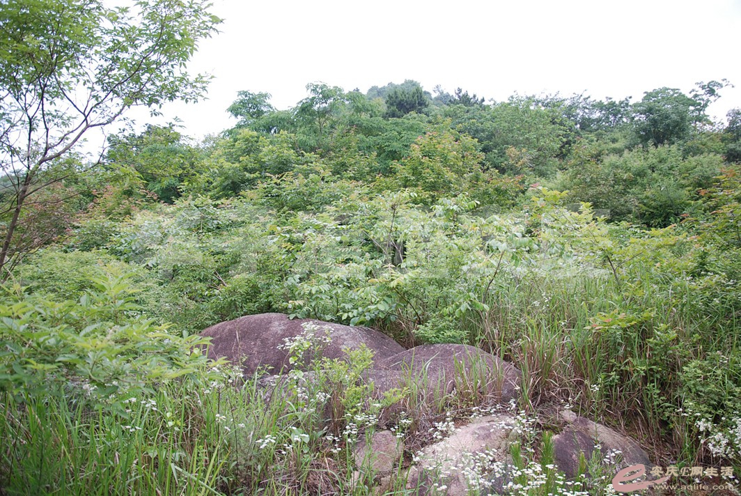 DSC_2552.jpg